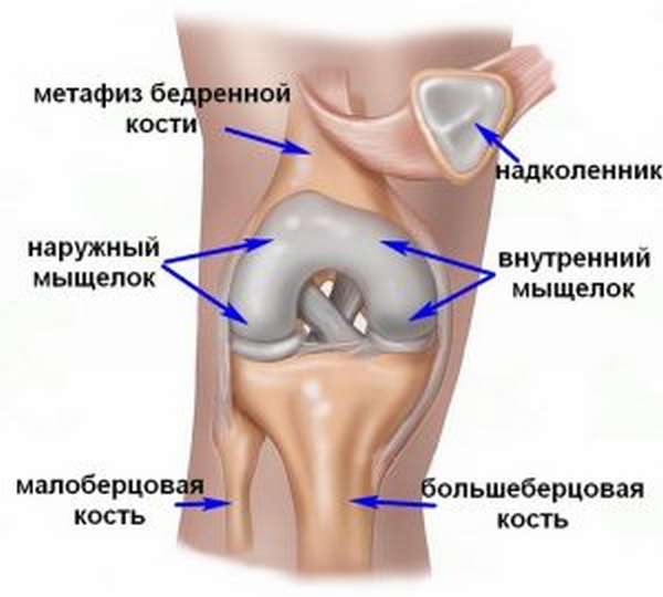 Анатомия мыщелок берцовой кости
